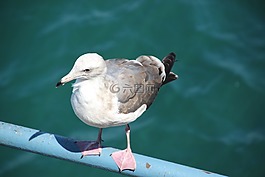 海鷗,鳥,動(dòng)物