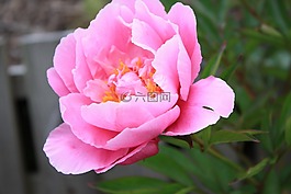杜鹃,粉色,花卉