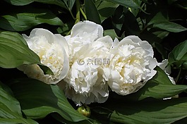 花,牡丹,潔白的花朵