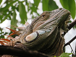 鬣蜥,動物,爬行動物