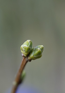 樹,芽,春天