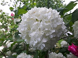 雪球,白,花卉