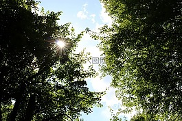 太陽,樹,葉子
