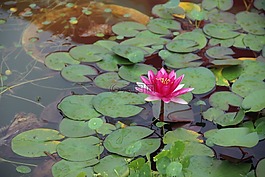 睡莲,开花,唯美