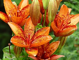 百合花,鮮花,橙
