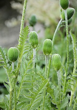 花園,花,裝修
