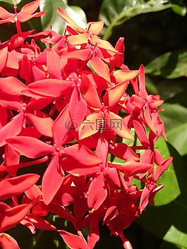 花的,植物,花園
