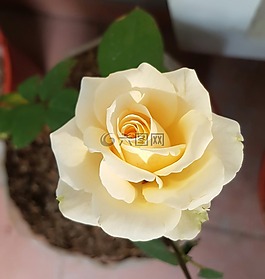花,玫瑰,花的