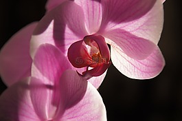 蘭花,花,紫