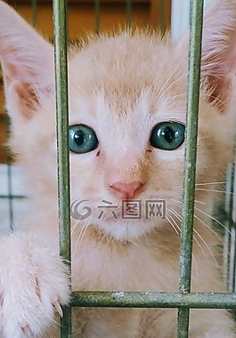 小猫,猫,蓝色的眼睛