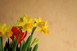 鮮花,黃色花,性質(zhì)