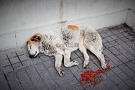 流浪狗,動物,狗