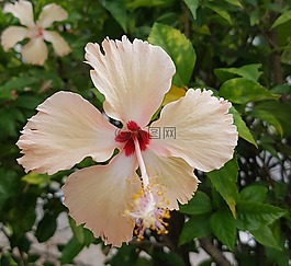 槿,花,花瓣