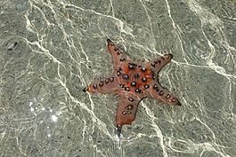 海星,海,跳水