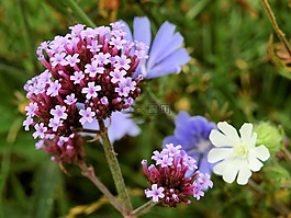 花,開花,廠
