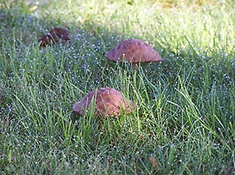 蘑菇,水,雨