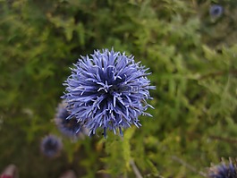 花,薊,性質(zhì)