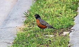知更鳥,春,鳥