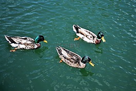 鴨子,鳥,池