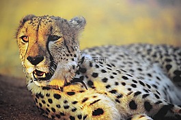 獵豹,動(dòng)物園,警報(bào)