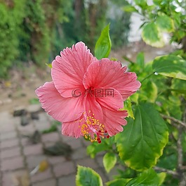 槿,粉紅色,植物