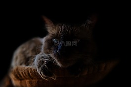 貓,動(dòng)物,黑暗