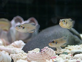 熱帶魚,牙ohselra,魚缸