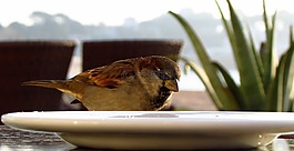 鳥,菜,海灘