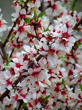 花,植物,羅莎