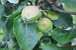 蘋果,樹,地圖