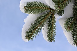 雪,樹,冷杉