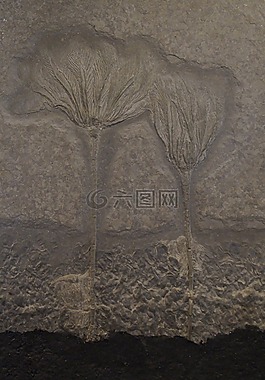 化石,海百合,石化