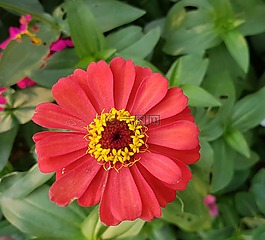 黃色,紅色,花