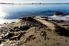 海灘,漂流物,天氣好