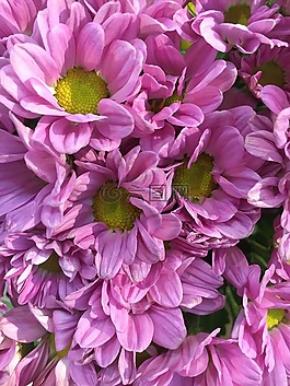 鮮花,開花,花的