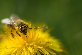 蜜蜂,蒲公英,花
