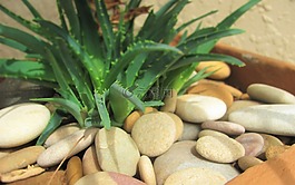 蘆薈,室內(nèi)植物,石頭