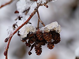 樹,水果,植物