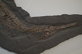 化石,鱷魚,骨架