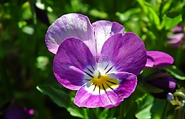 性質,花,潘茜