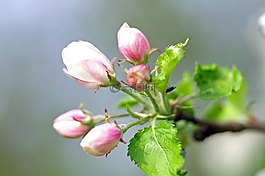 鮮花,科,春天