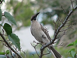 小 friarbird,鸟,野生动物
