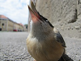 鳥(niǎo),宏,街