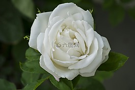 白玫瑰,玫瑰綻放,浪漫