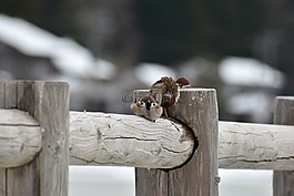 動物,木材,鳥