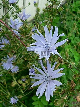 菊苣,vägvårda,天空蓝