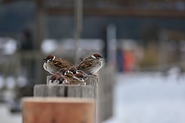 動物,木材,鳥