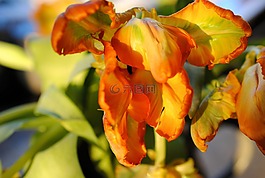 郁金香,性質(zhì),花