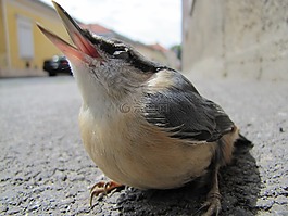 鳥,宏,街