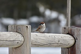 動物,木材,鳥